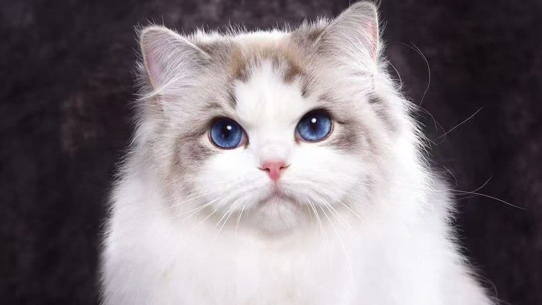 蜜兒玩偶貓坊 MIERDOLL Cattery 2