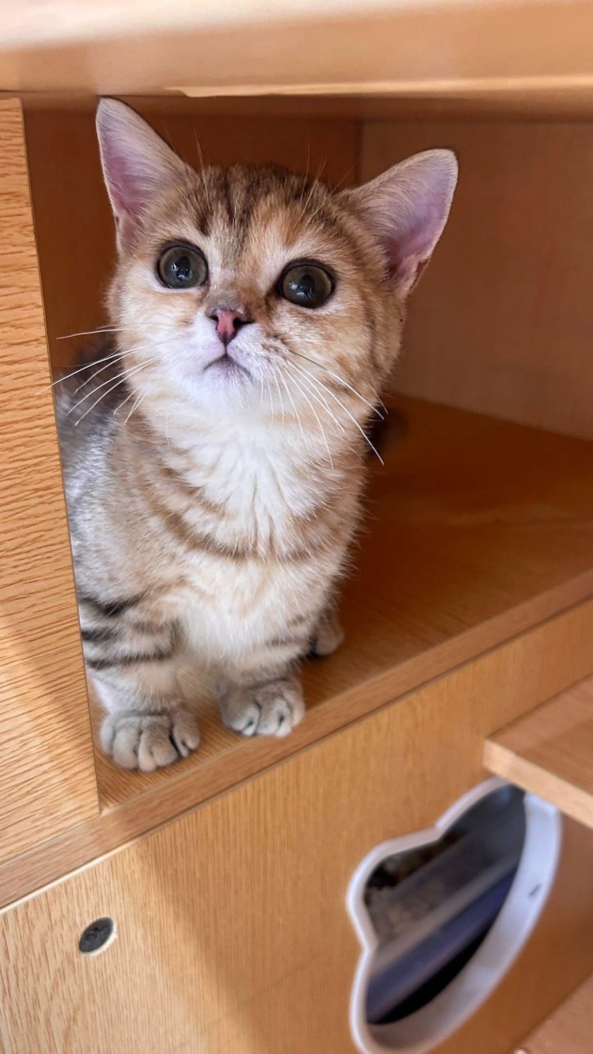艾瑞斯貓舍 Iris Cattery 1