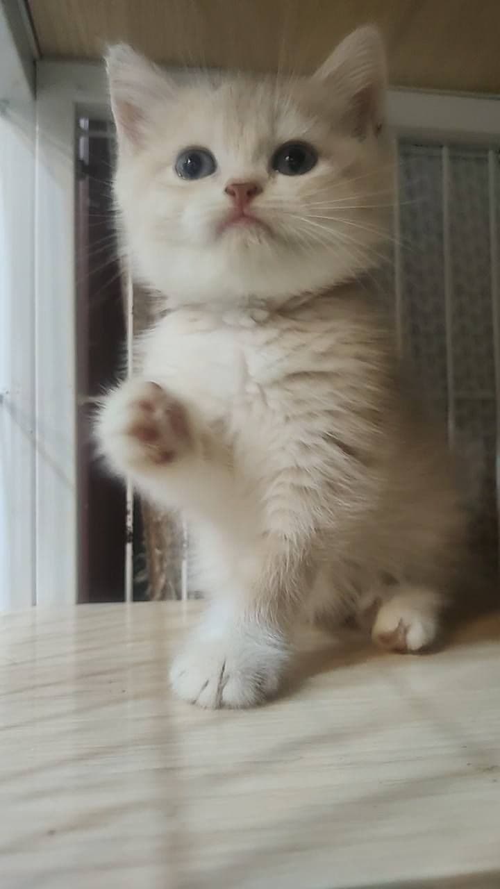 艾瑞斯貓舍 Iris Cattery 2