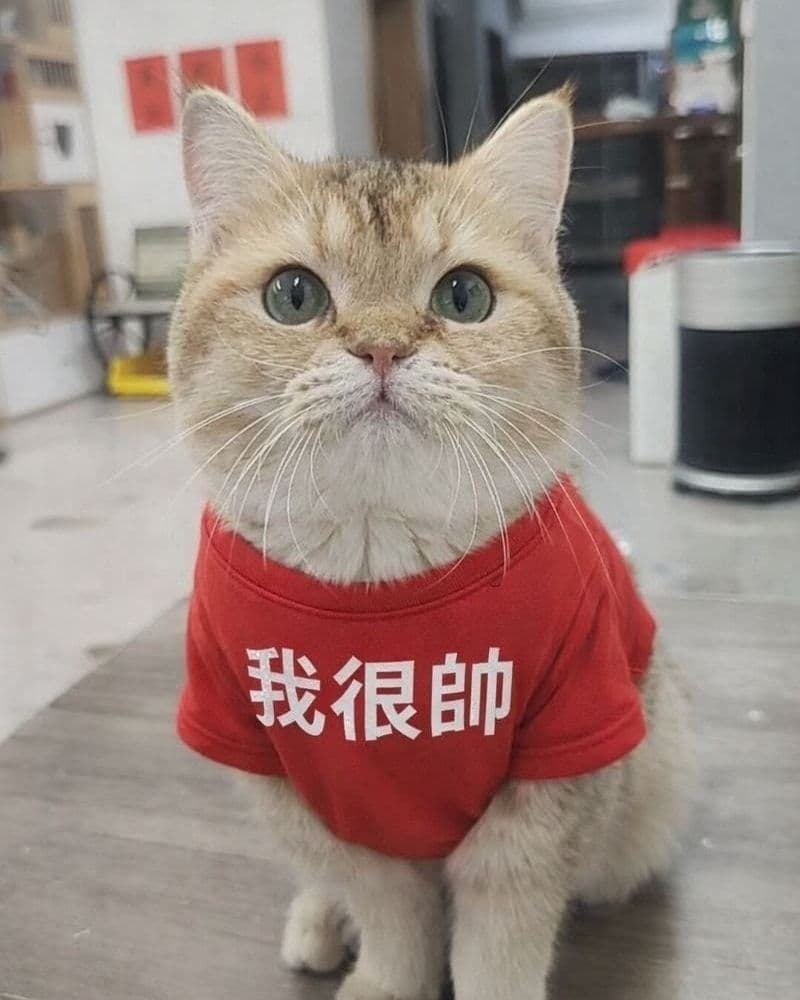 艾瑞斯貓舍 Iris Cattery 3